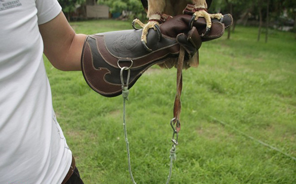 Chiếc bao tay bằng da bò này dùng để  giữ cho tay không bị thương khi cho chim đậu trên tay và dễ thao tác khi huấn luyện chim.